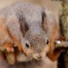Red Squirrel_2 100208
